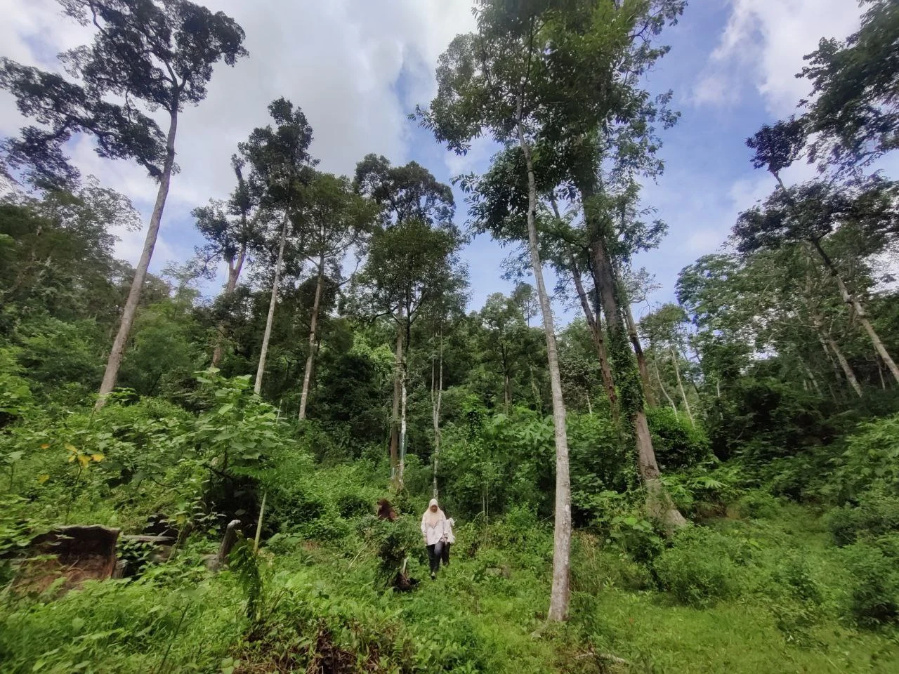 Dusun luas dan diselenggara, boleh berjalan dengan senang tanpa meredah semak.